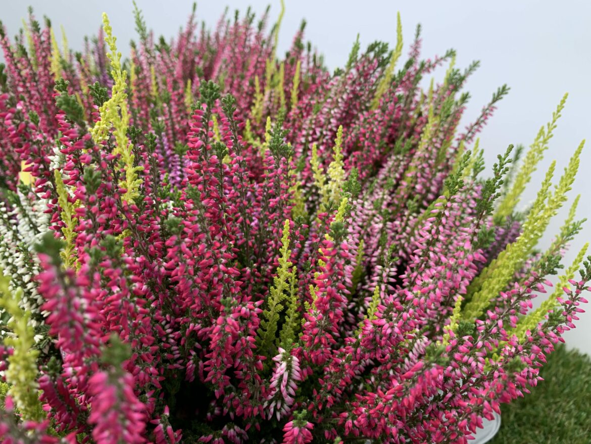 Où planter un calluna ?