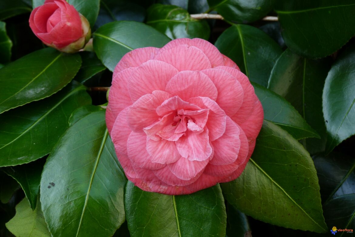Où planter un camélia dans son jardin ?