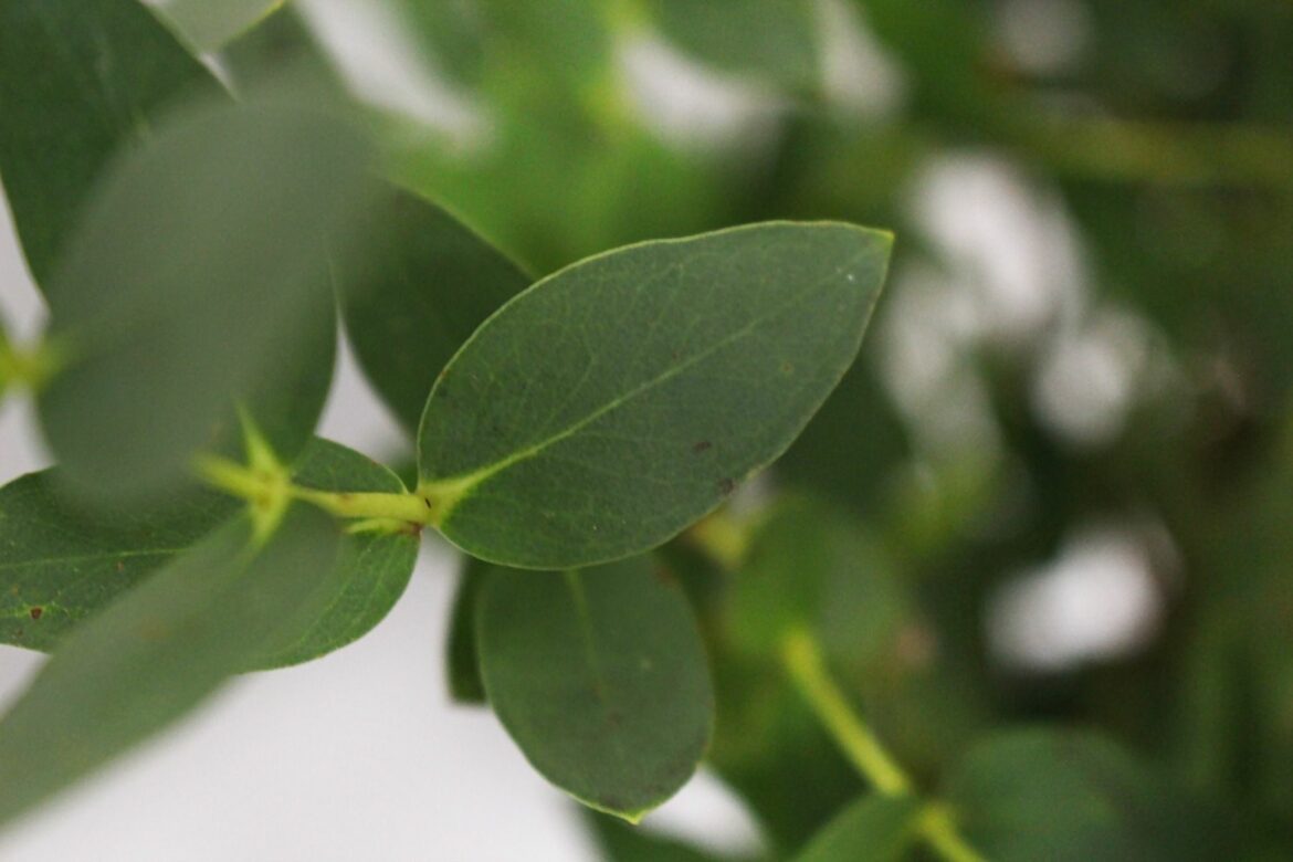 Où planter un eucalyptus dans le jardin ?