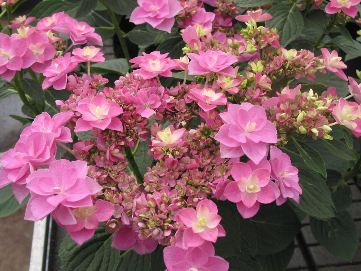 Où planter un hortensia macrophylla ?
