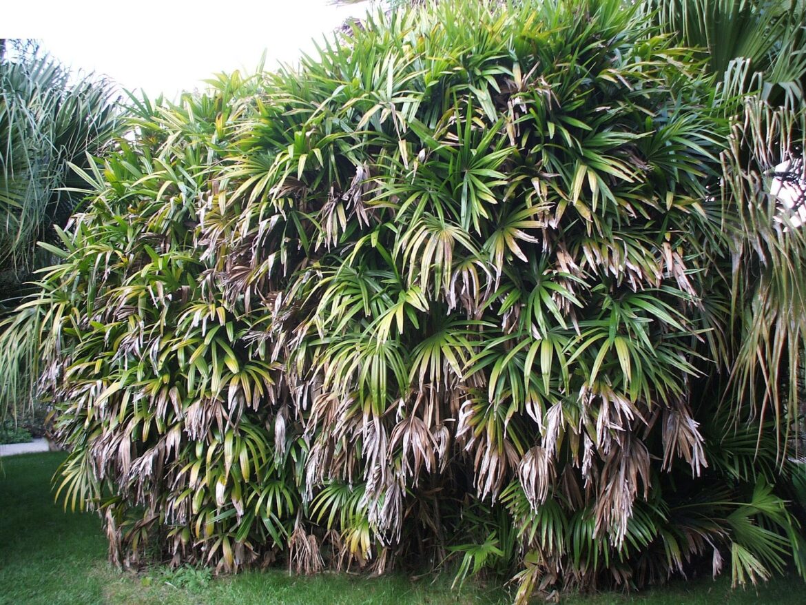 Où planter un palmier dans le jardin ?