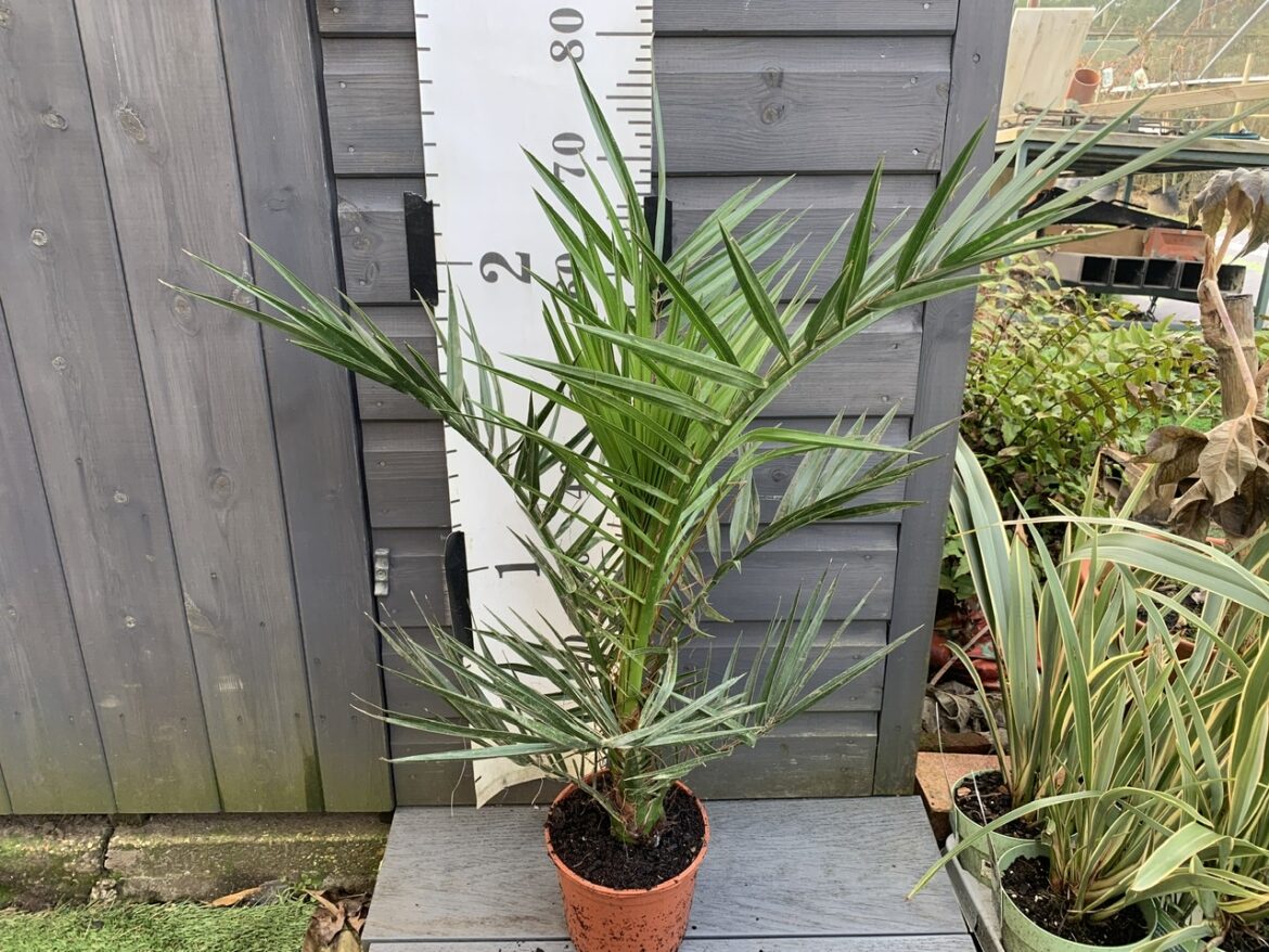 Où planter un phoenix canariensis ?