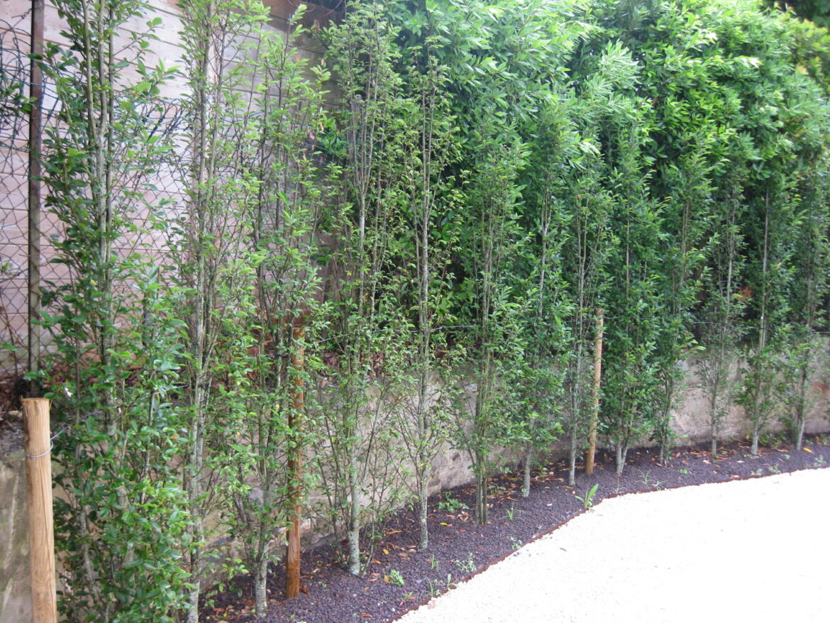 Où planter un pied de vanille ?