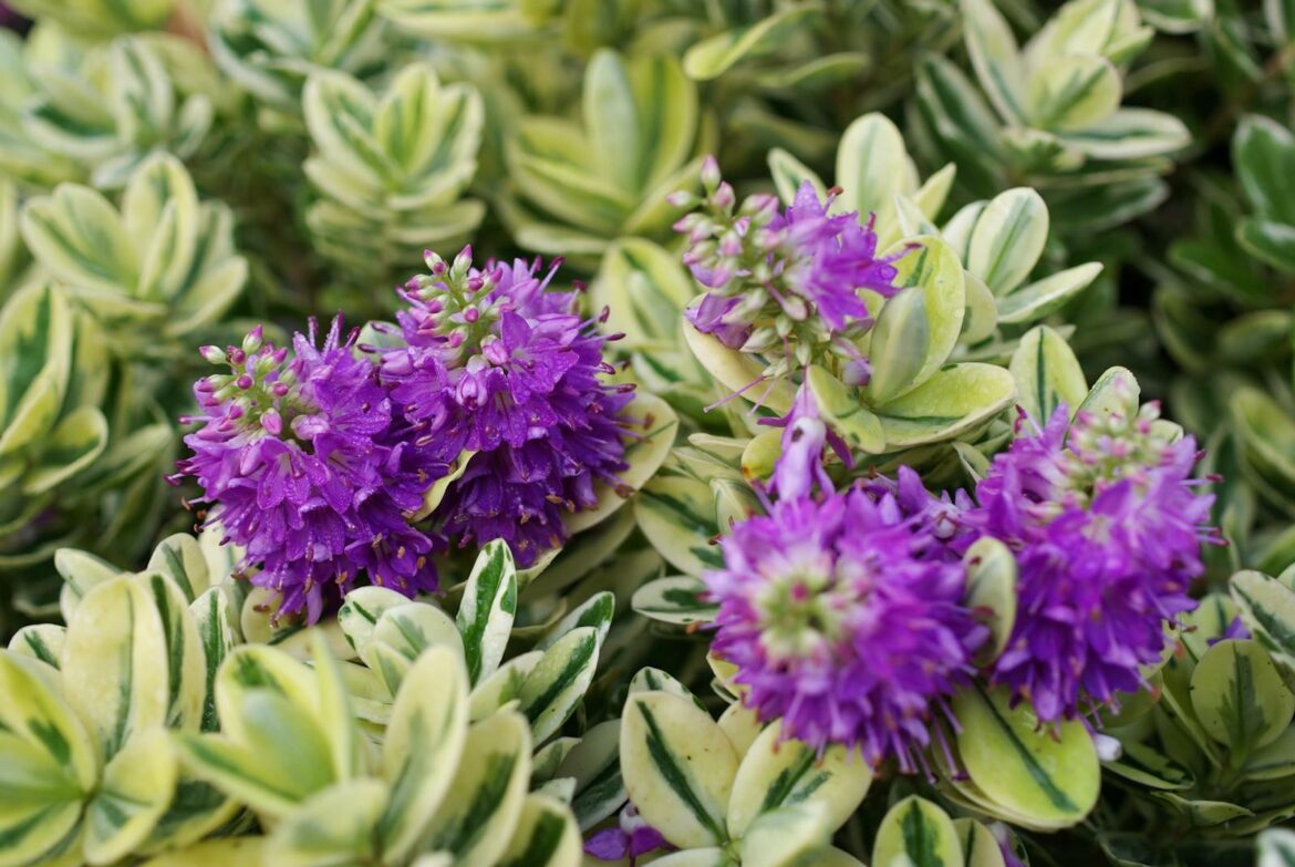 Où planter une Hébé ?