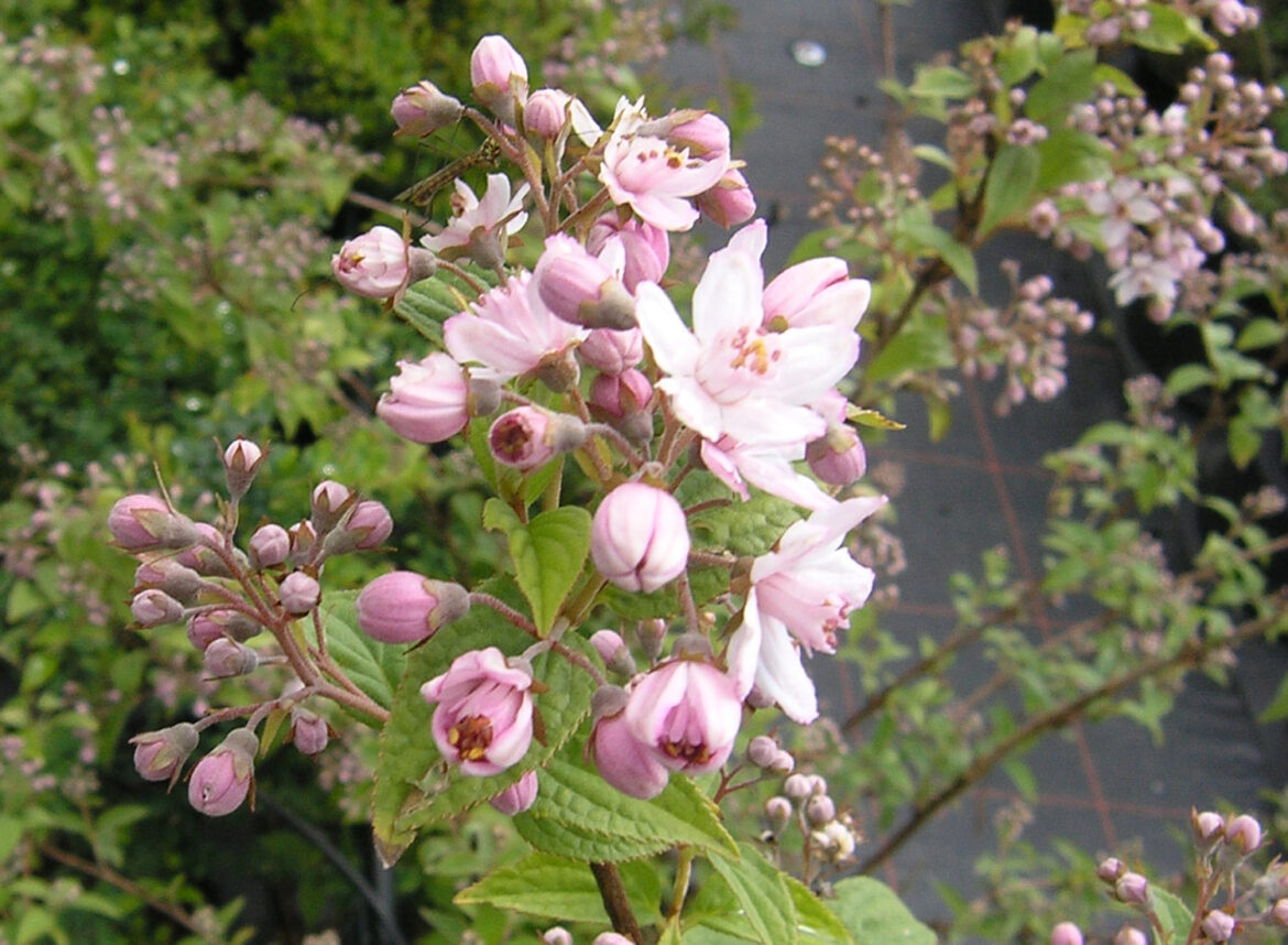 Où planter une boule de neige ?