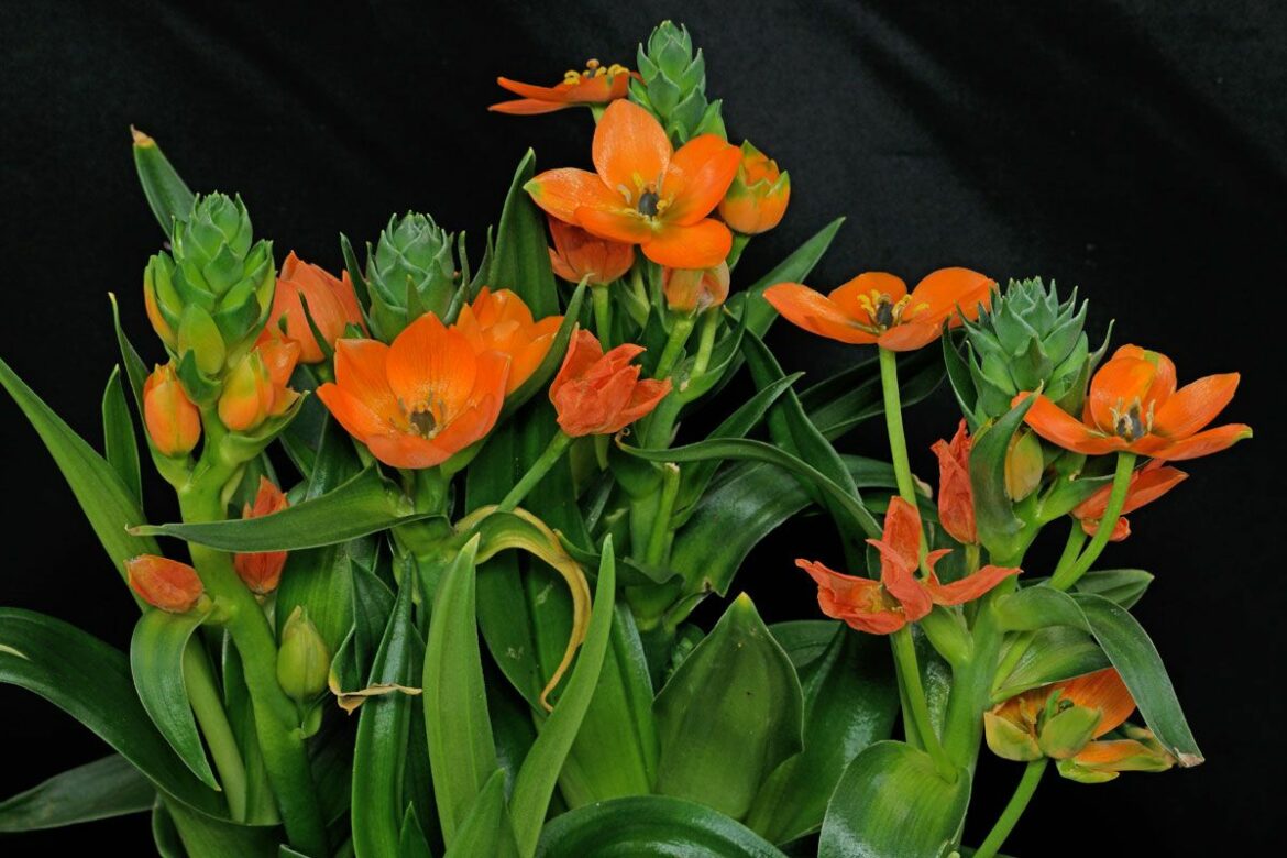 Où pousse l'Ornithogale ?