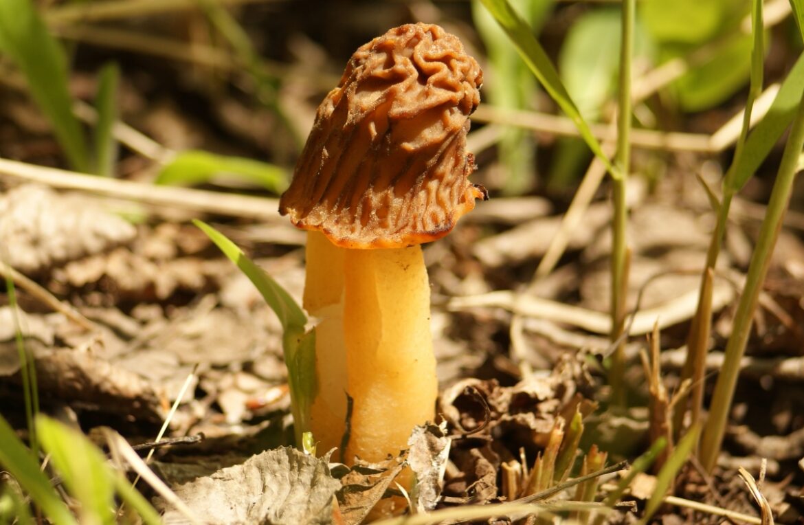 Où pousse la fausse morille ?