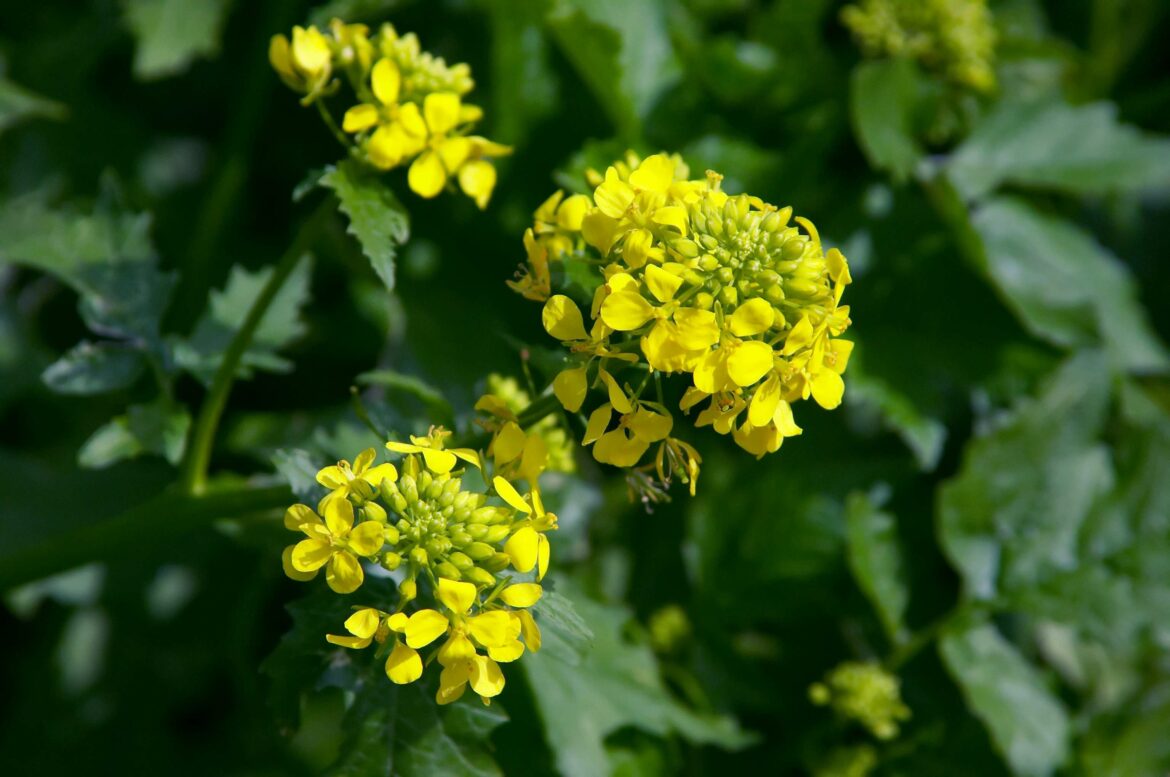 Où pousse la graine de moutarde ?