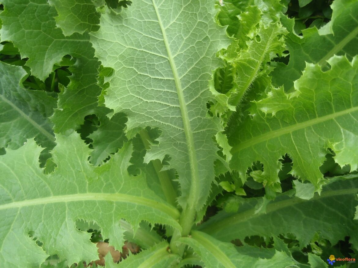 Où pousse la laitue sauvage ?