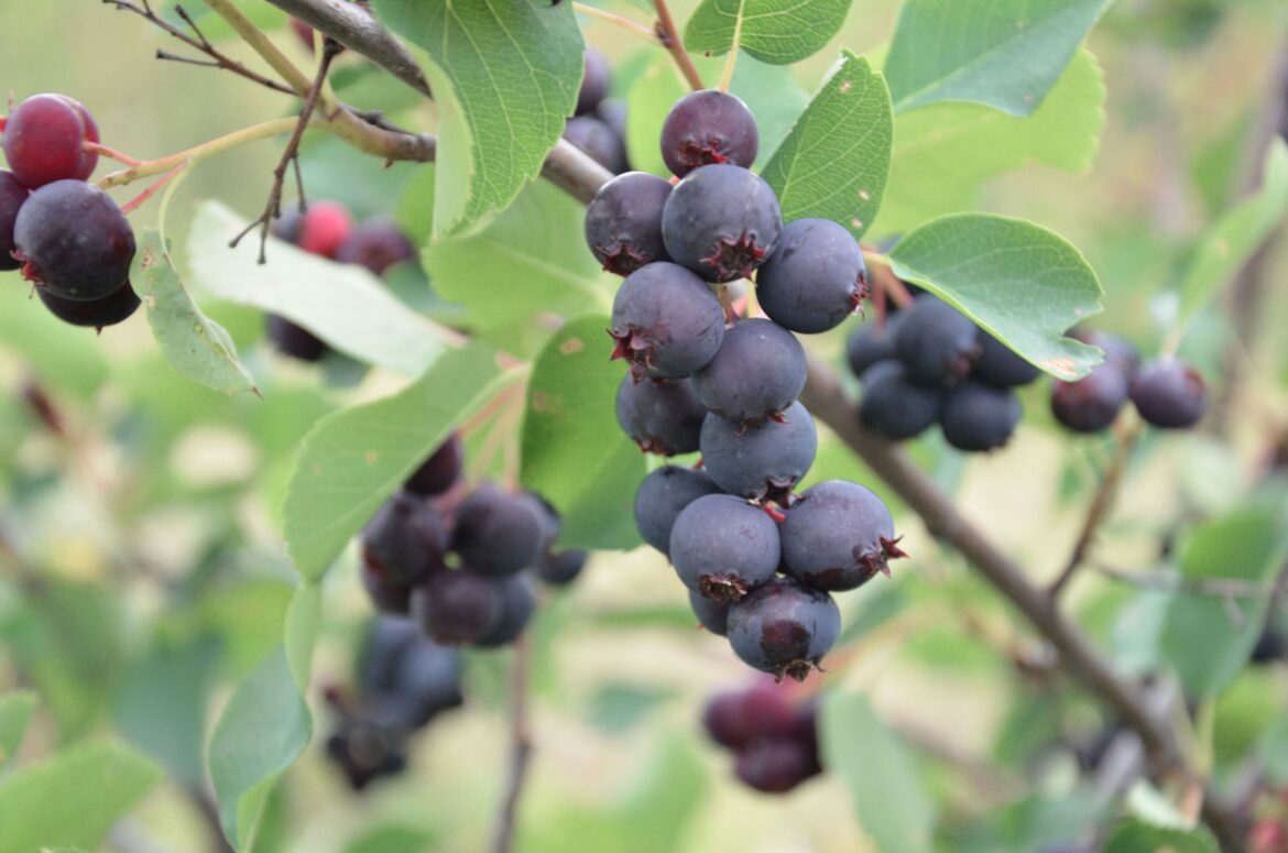 Où pousse l'amélanchier ?