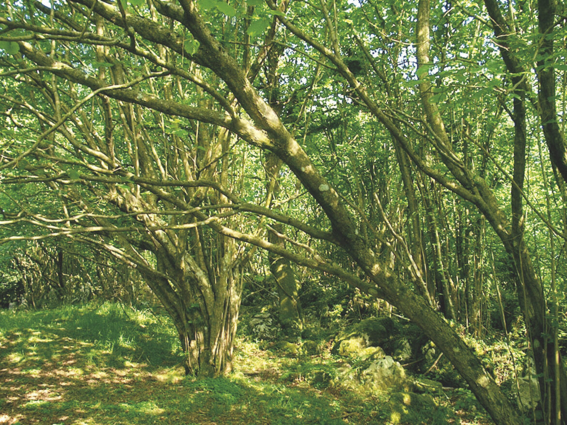 Où pousse le coudrier ?