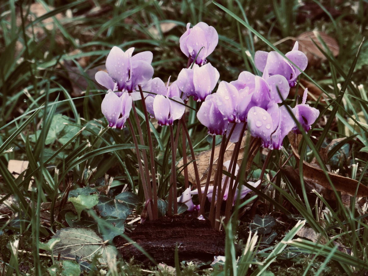 Où pousse le cyclamen ?