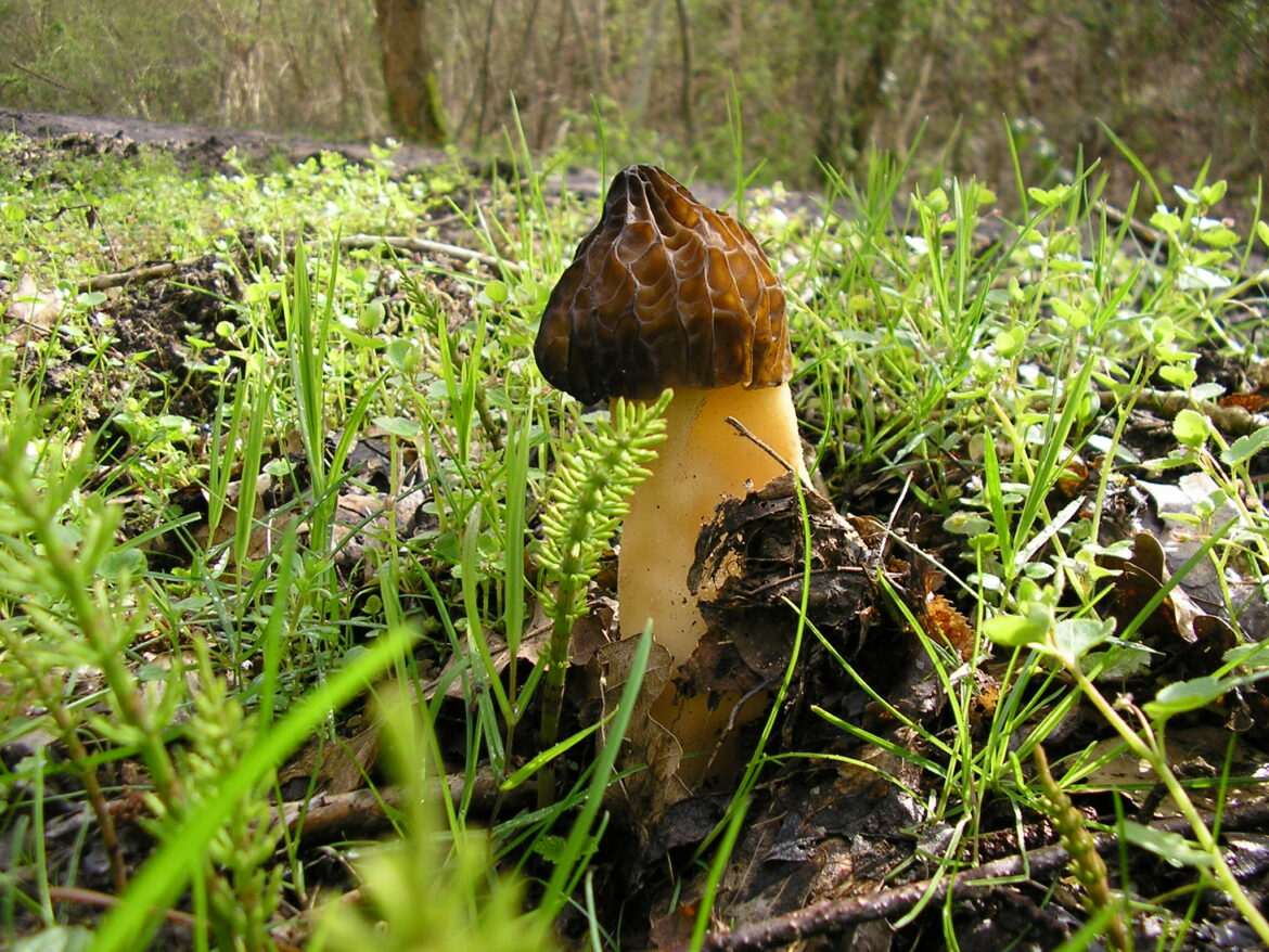 Où pousse les morilles conique ?