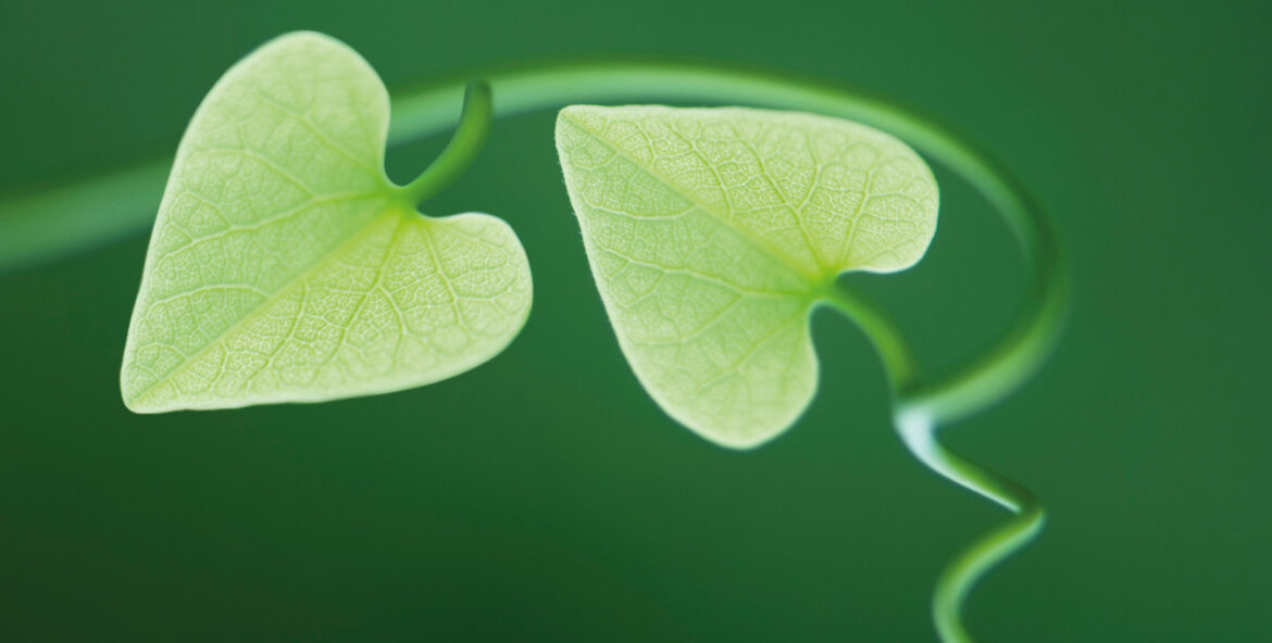 Où poussent les aulnes ?