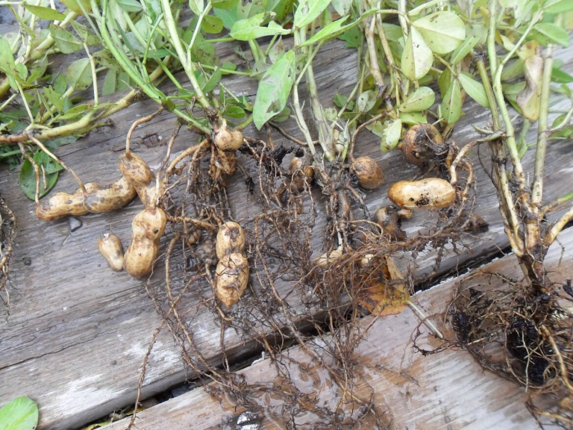 Ou récolte-t-on les cacahuètes ?