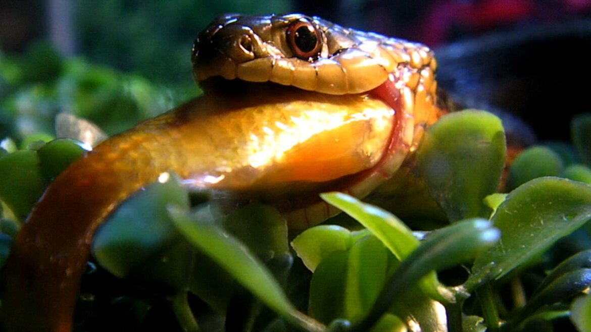 Où se niche les couleuvres ?