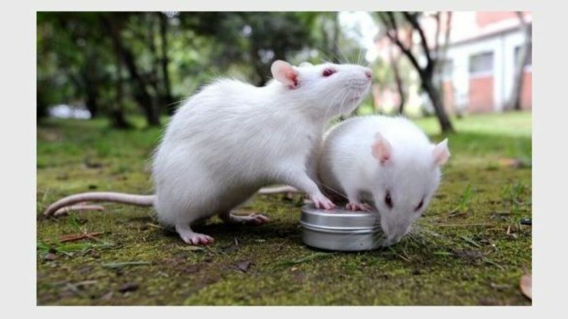 Où sont les rats la journée ?