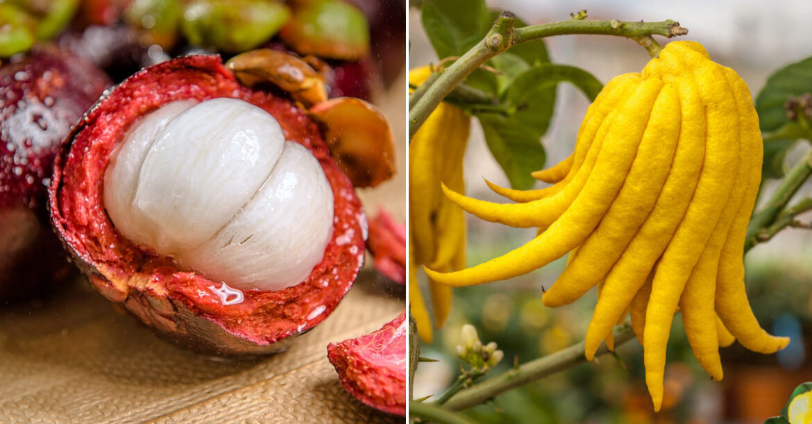 Où trouver de la violette fraîche ?