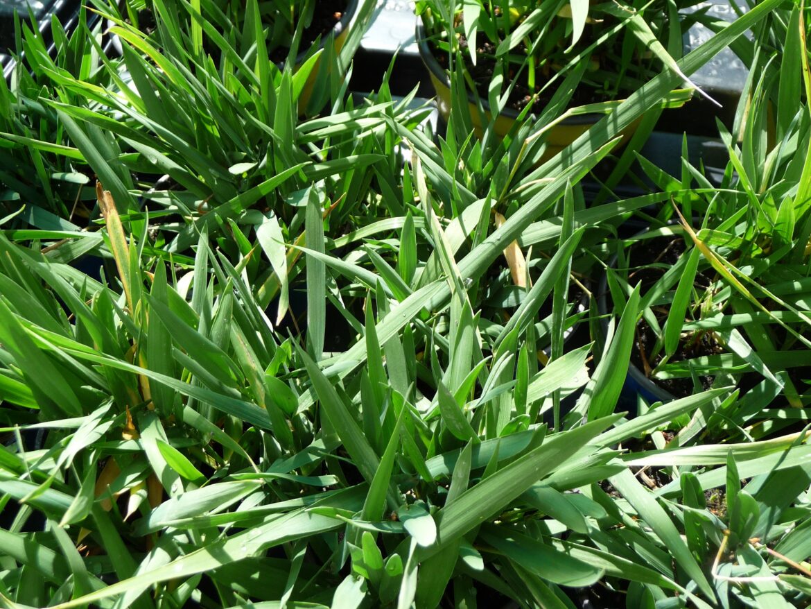 Où trouver de l'herbe de bison ?