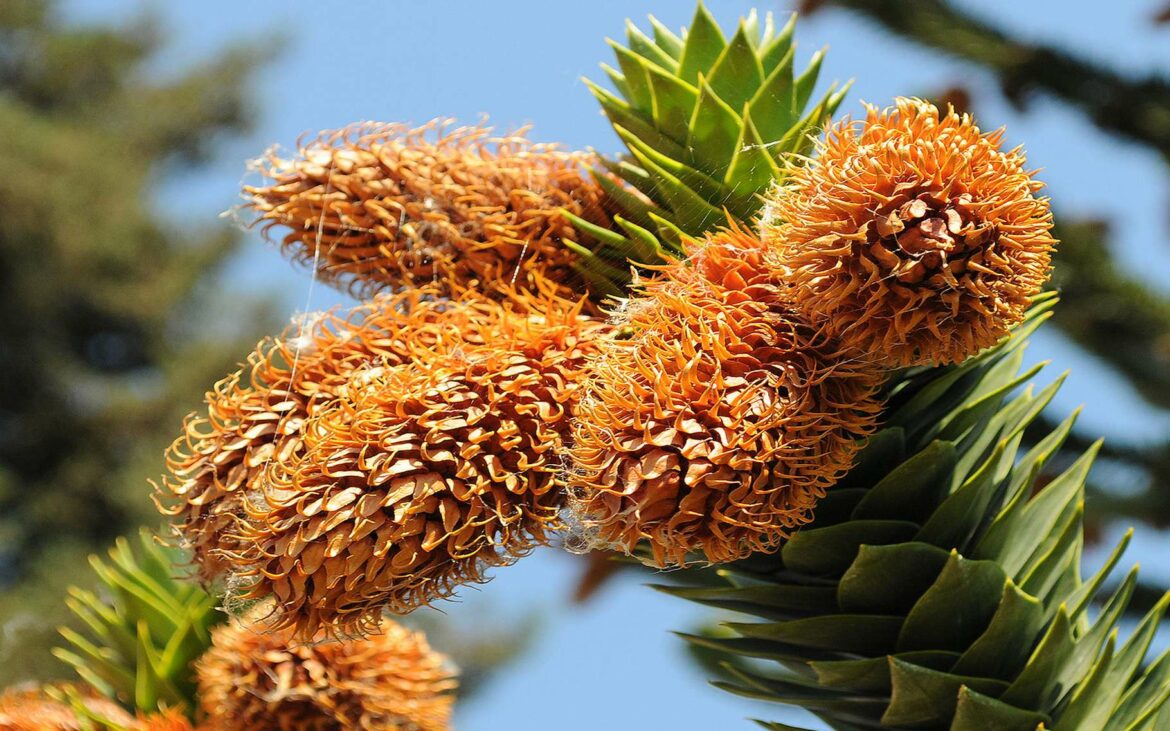 Où trouver des graines d'Araucaria ?