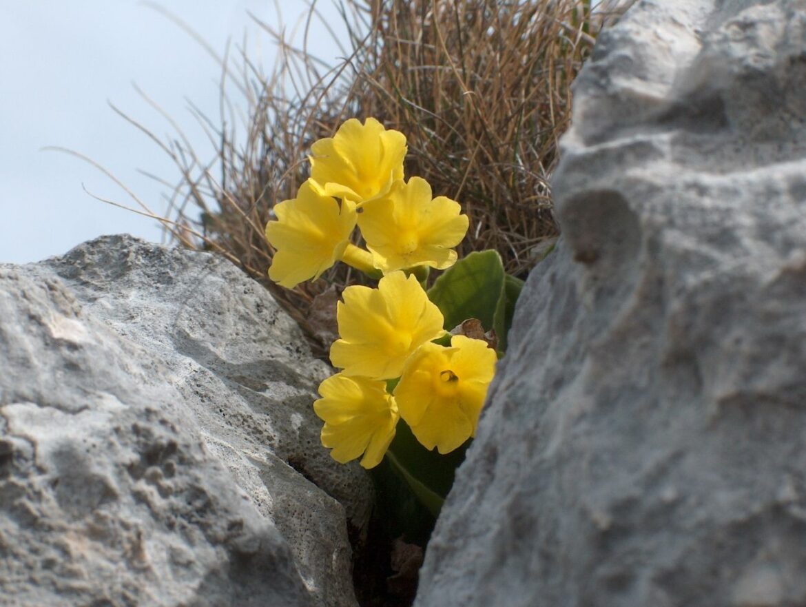 Où trouver des primeveres sauvages ?