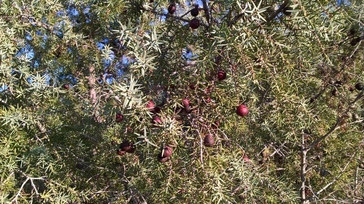 Où trouver du genévrier sauvage ?
