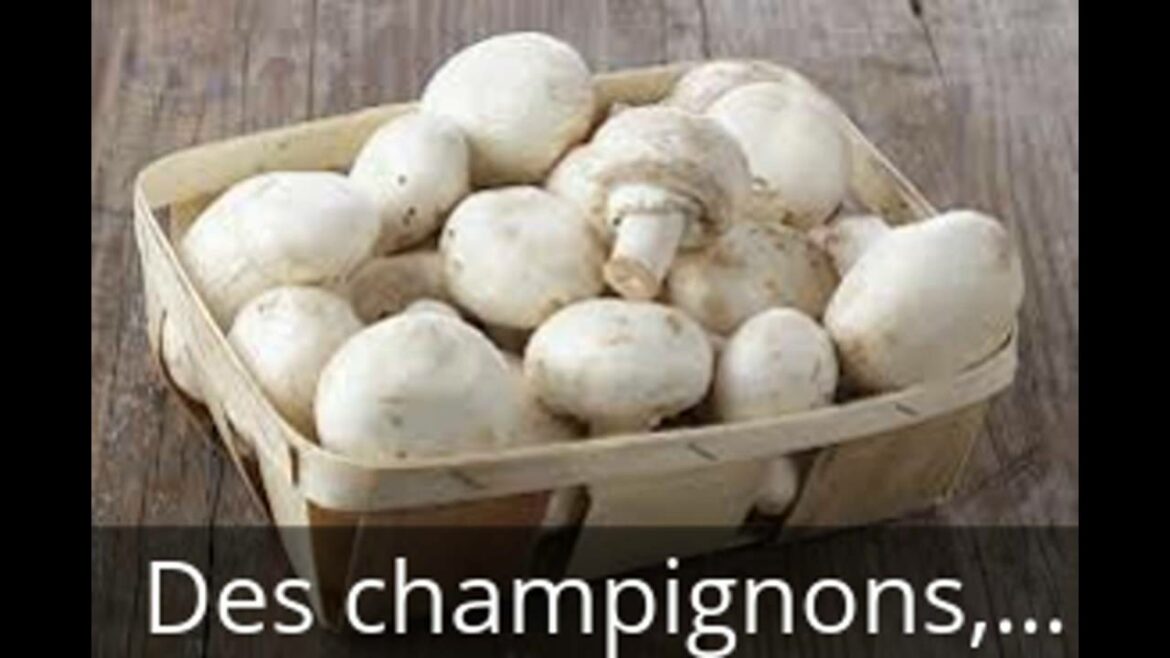 Où trouver du mycélium de champignon ?