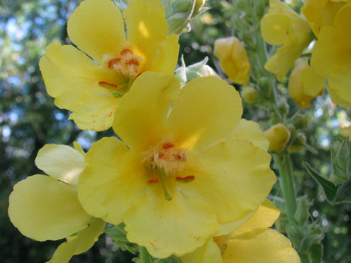 Où trouver fleur de bouillon blanc ?