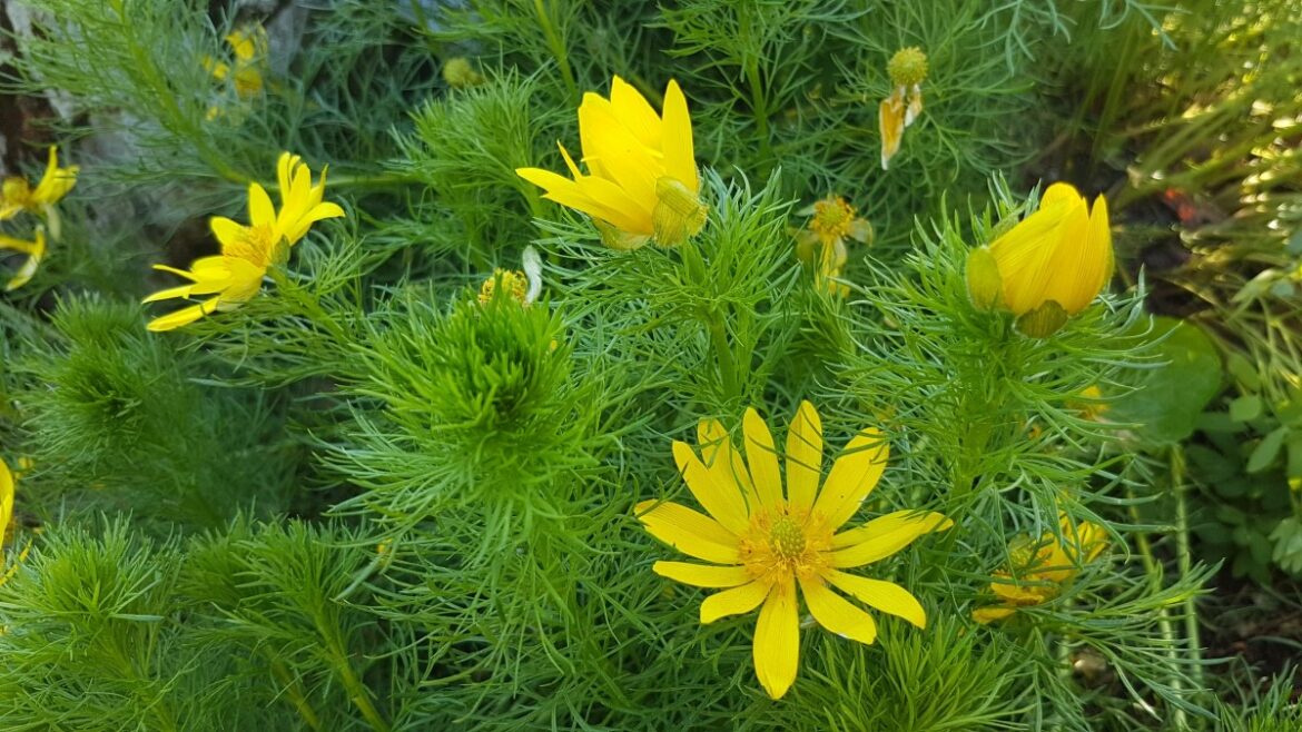 Où trouver l'Adonis ?