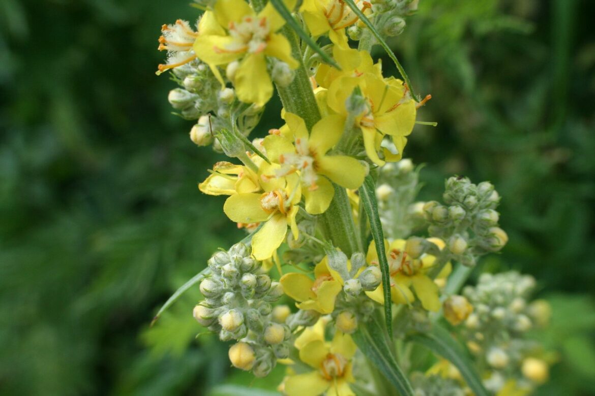 Où trouver le bouillon blanc ?