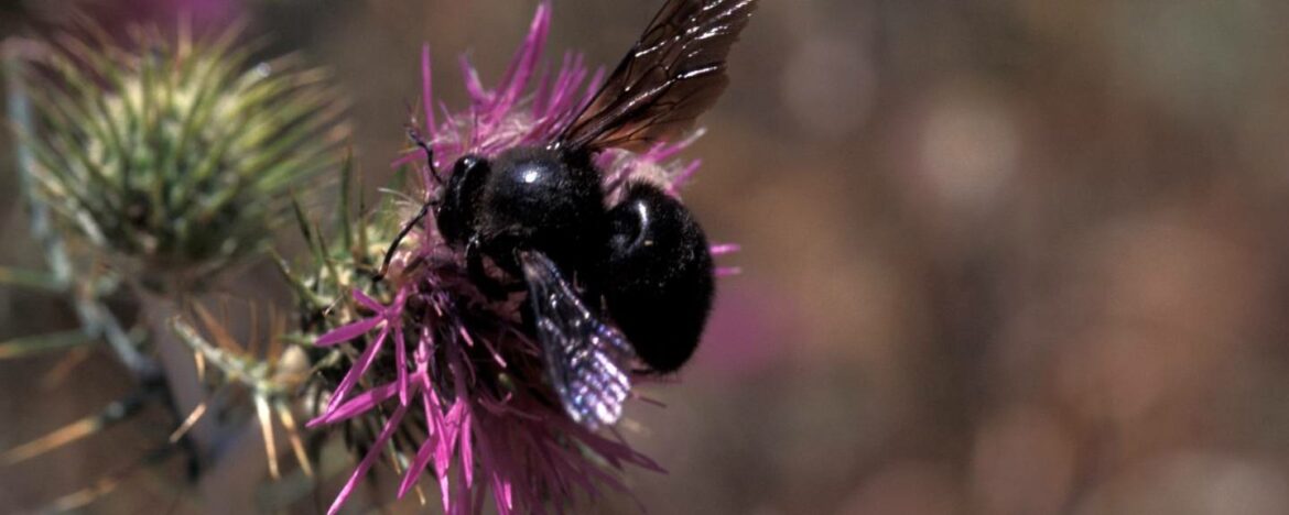 Où vivent les abeilles charpentières ?