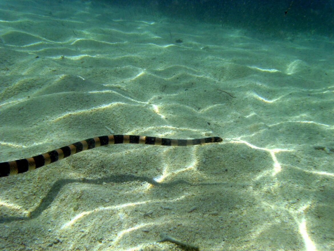 Où vivent les serpents d'eau ?