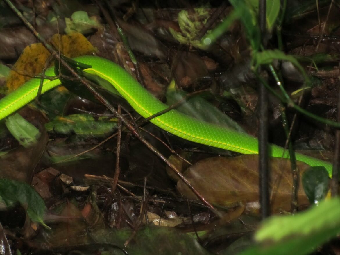 Où y A-t-il des vipères en France ?