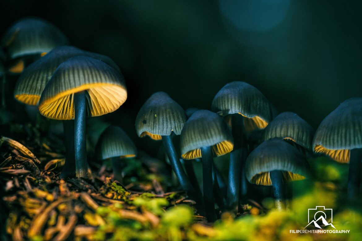 Pourquoi aller aux champignons le matin ?