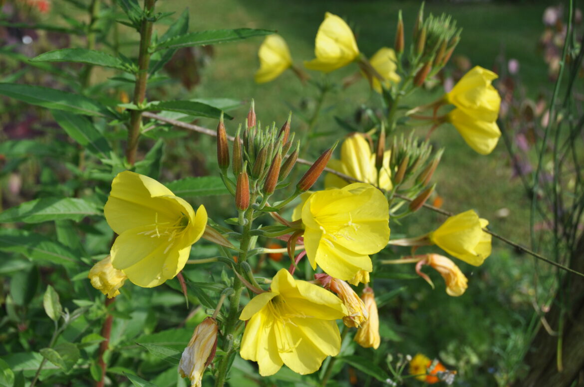 Pourquoi associer onagre et bourrache ?