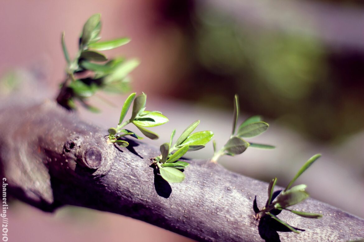 Pourquoi avoir un olivier dans son jardin ?