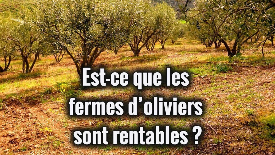 Pourquoi avoir un olivier dans son jardin ?