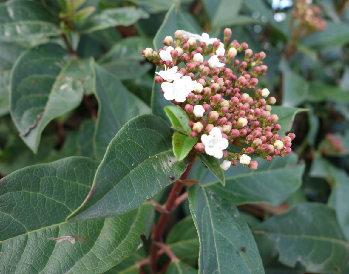 Pourquoi brûler des feuilles de laurier dans la maison ?