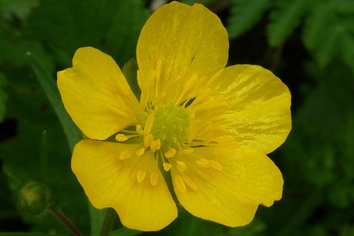 Pourquoi des boutons d'or dans le jardin ?