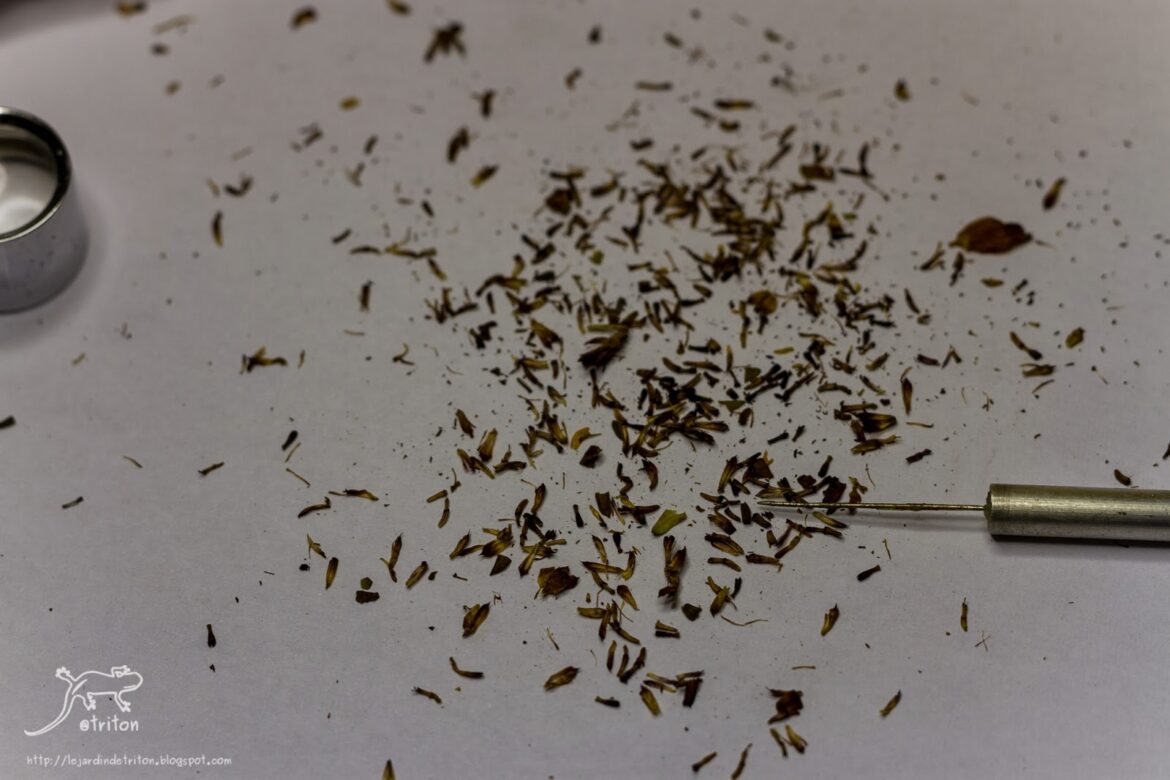 Pourquoi faire sécher les graines avant de les planter ?