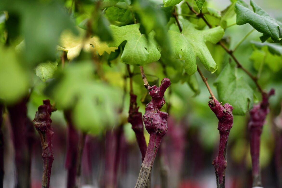 Pourquoi faire une greffe ?