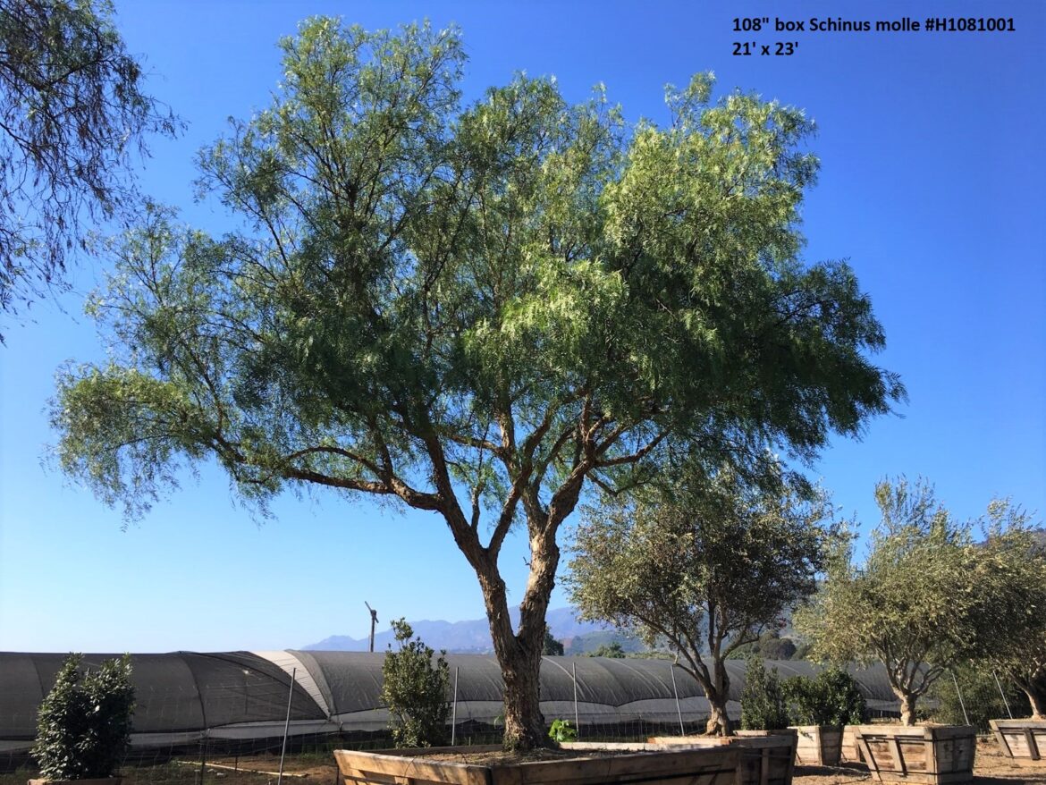 Pourquoi faux-poivrier ?