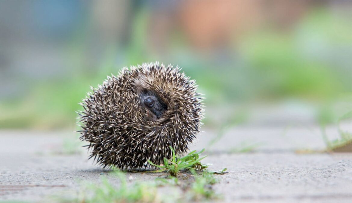 Pourquoi il ne faut pas toucher un hérisson ?