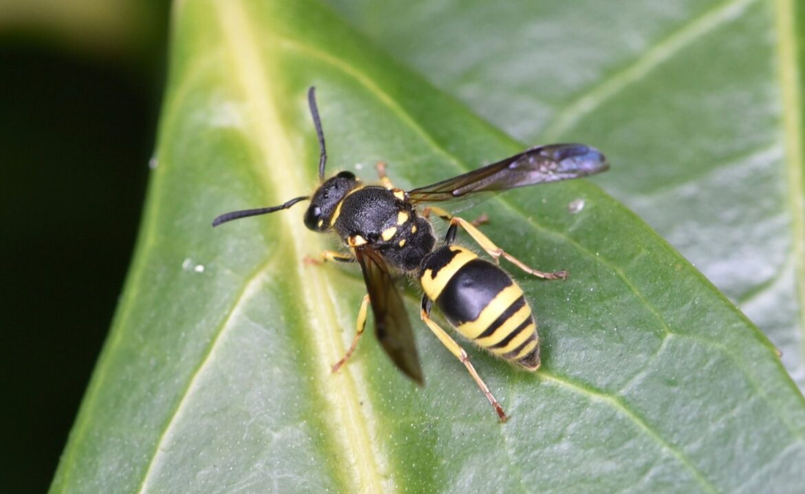 Pourquoi il ne faut pas tuer les guêpes ?