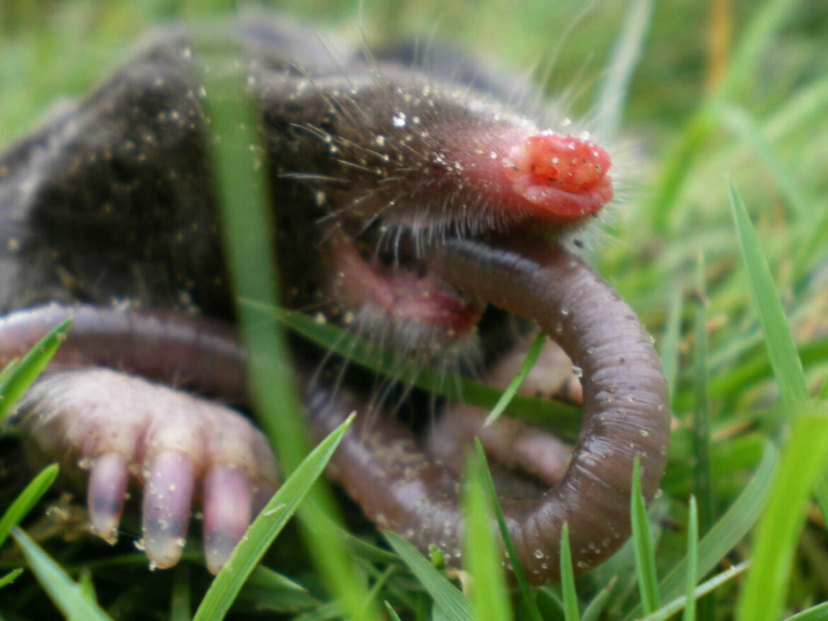 Pourquoi il ne faut pas tuer les taupes ?