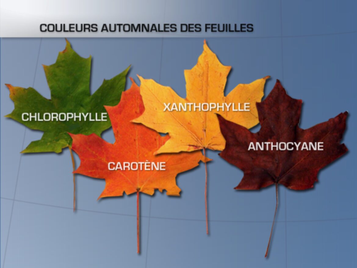 Pourquoi il y a des feuilles rouges ?