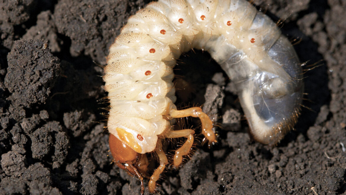 Pourquoi il y a des vers chez moi ?