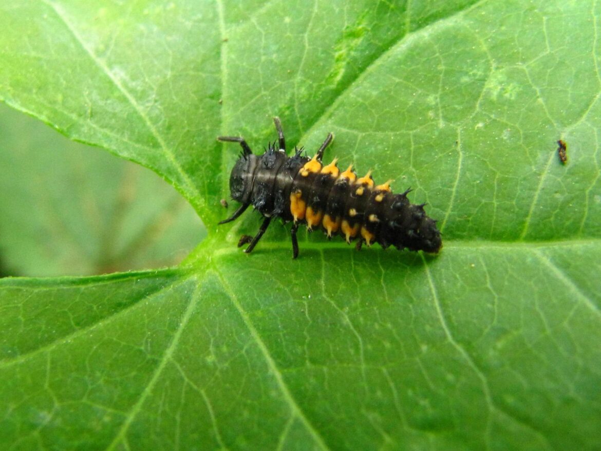 Pourquoi il y a plein de coccinelle chez moi ?