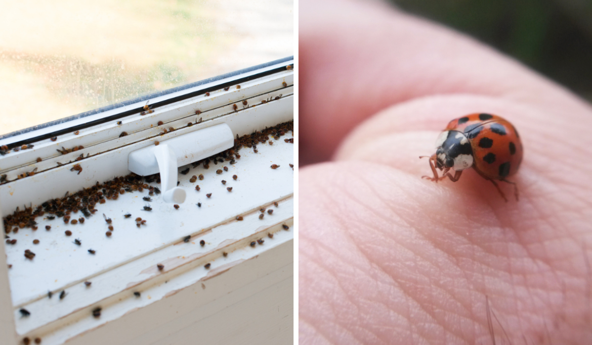 Pourquoi il y a plein de coccinelle chez moi ?