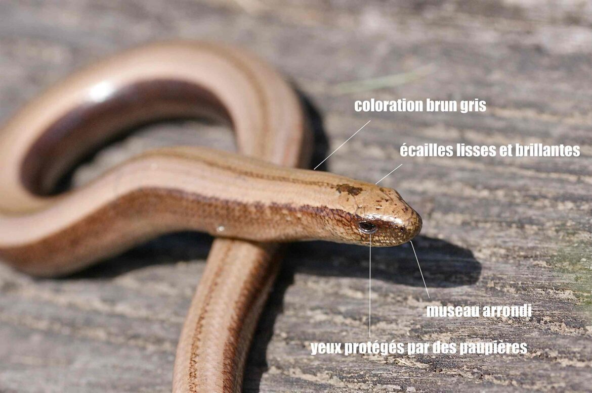 Pourquoi j'ai des orvets dans mon jardin ?